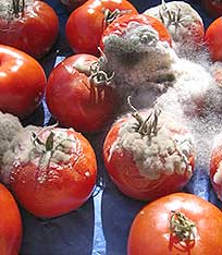 tomatenschimmel